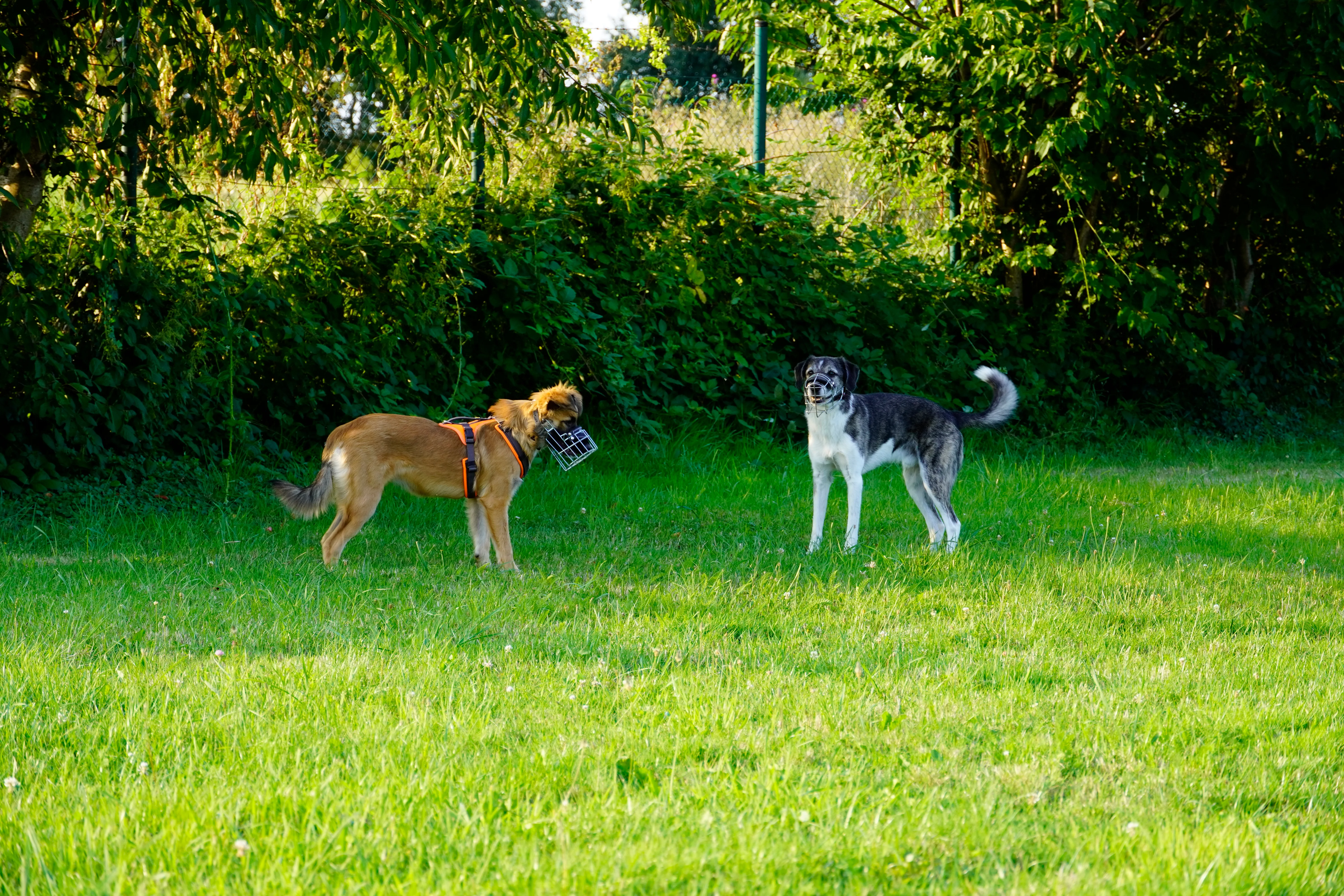 Morty und Tova mit Maulkorb
