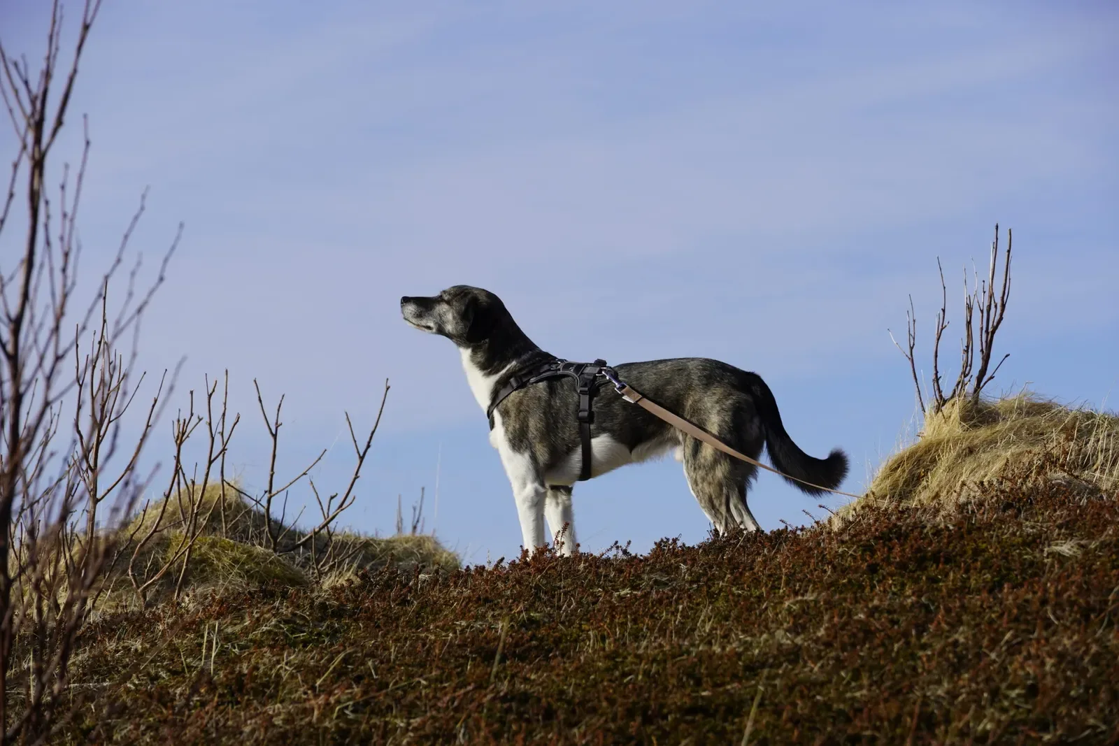 Hund auf einer Düne, im Hintergrund blauer Himmel